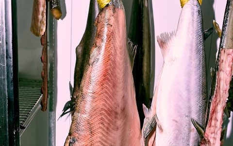 四加一這個魚販的手表系列經(jīng)得起粘液和膽量